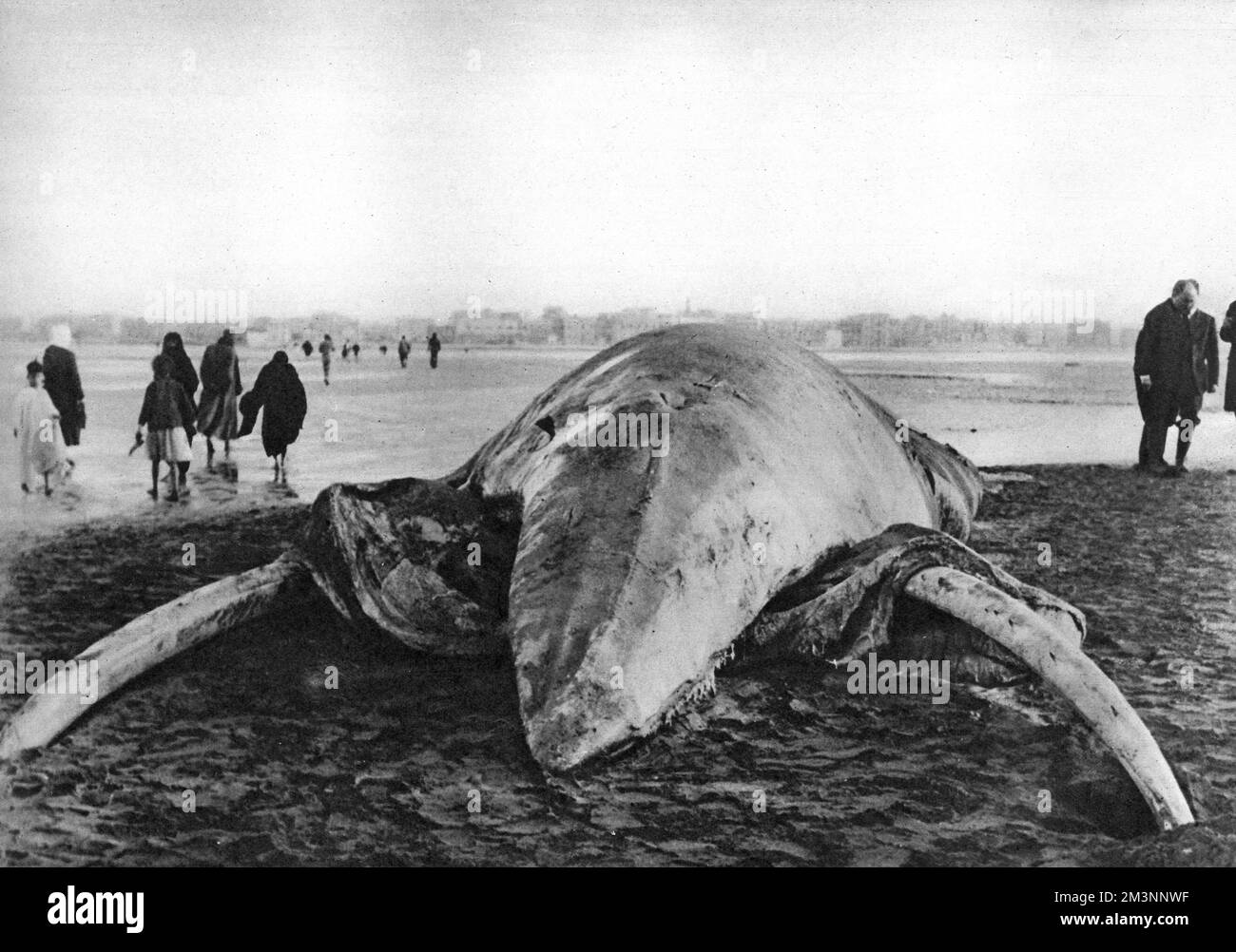 Le corps en décomposition d'une baleine Sei, lavée à terre sur la plage de Suez le 3 janvier 1950 à la suite d'une tempête. Au départ, on a spéculé qu'il s'agissait d'une mystérieuse créature marine, avec de grandes défenses en saillie. Un examen plus attentif a révélé que les 'défenses' étaient les mâchoires inférieures, révélées par décomposition. Date : janvier 1950 Banque D'Images