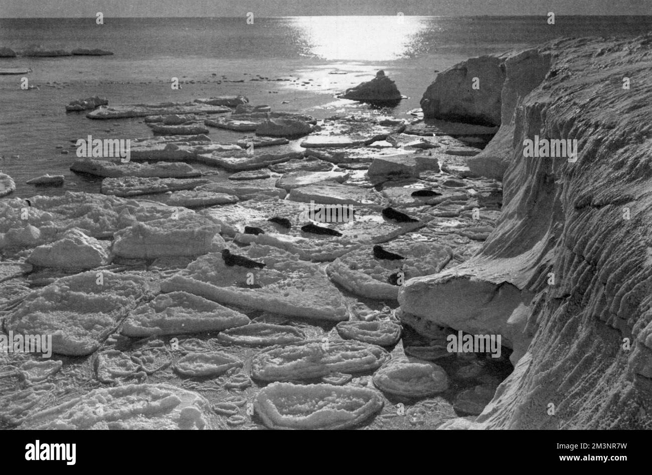 Des phoques qui se sont enferrés sur de la glace à crêpes nouvellement formée au large de Cape Evans, capturés par le photographe Herbert Ponting lors de l'expédition polaire malheureuse de Scott au pôle Sud, 1910 - 1912. Date: 1913 Banque D'Images