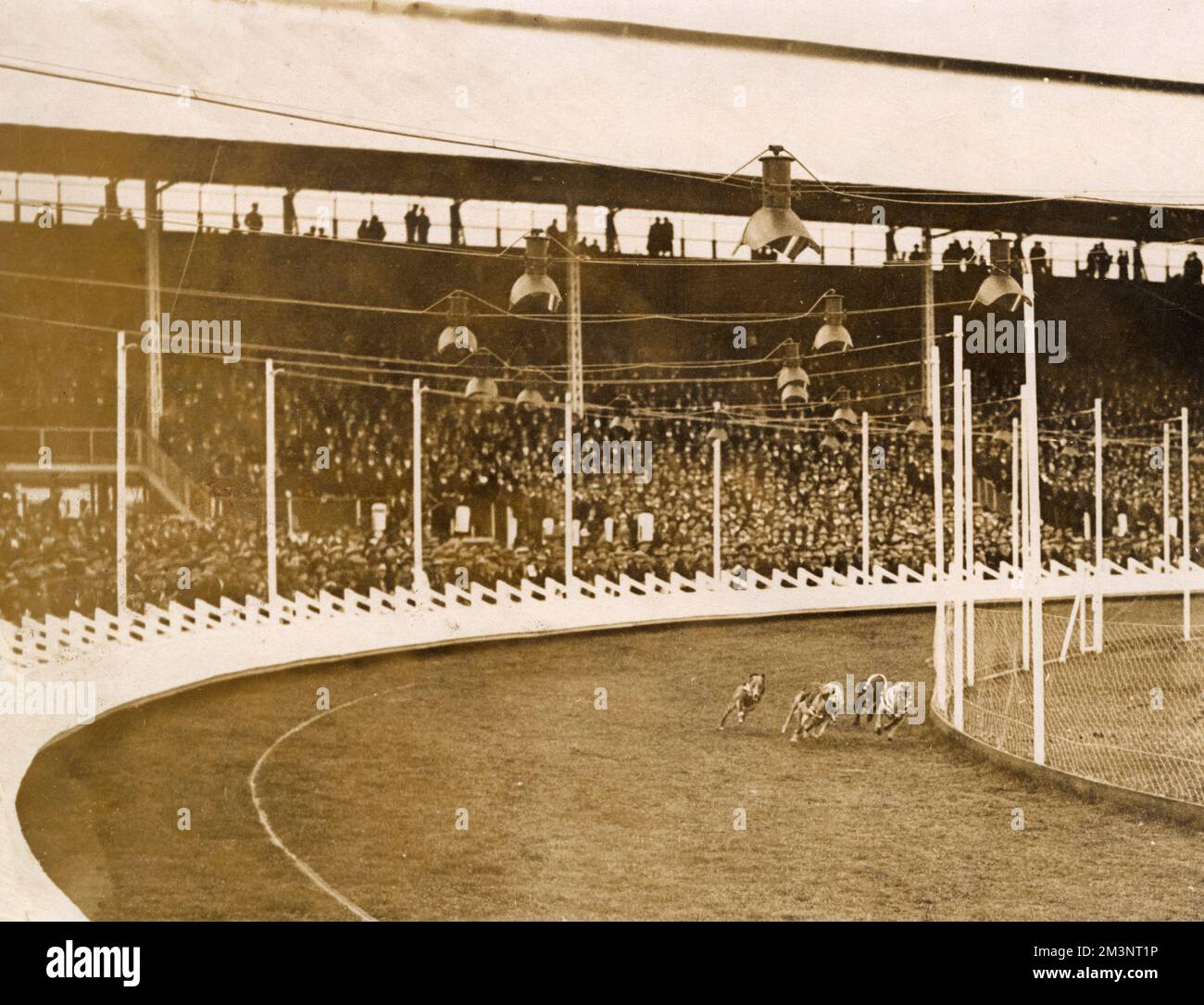 Les lévriers arrondisse le virage sur une piste non identifiée de Londres en 1930s, au plus haut de la popularité du sport. Date: 1930s Banque D'Images