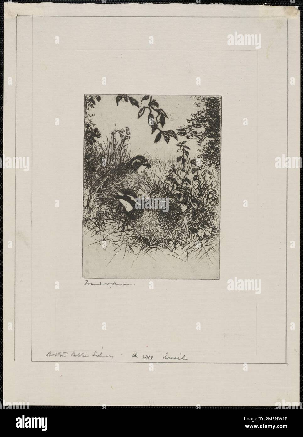 Caille , cailles, herbes, arbustes. Frank W. Benson (1862-1951). Impressions et mises en plan Banque D'Images