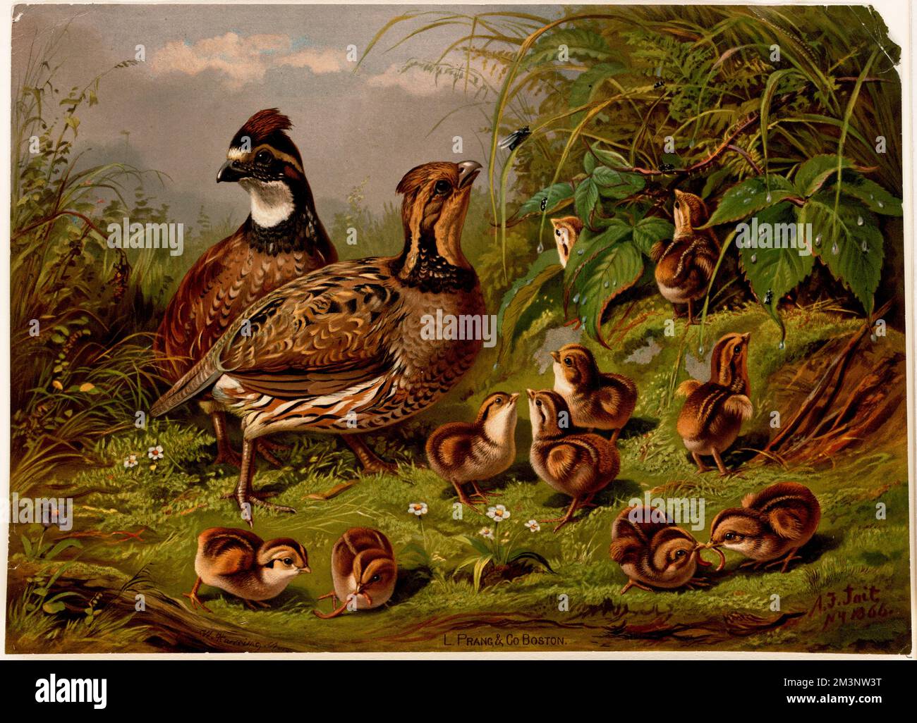 Quail , Quails. Collection Louis Prang & Company Banque D'Images