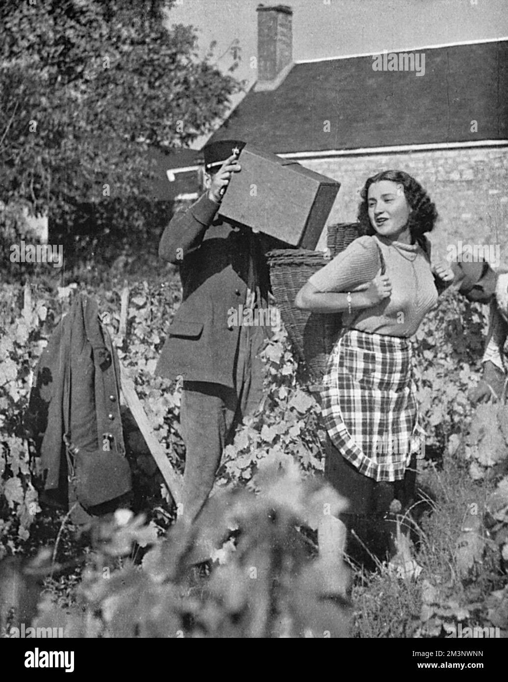 Un soldat français aide sa jeune sœur à se rassembler en vignes, ayant reçu un congé spécial de l'armée pendant la récolte. Date: 1939 Banque D'Images