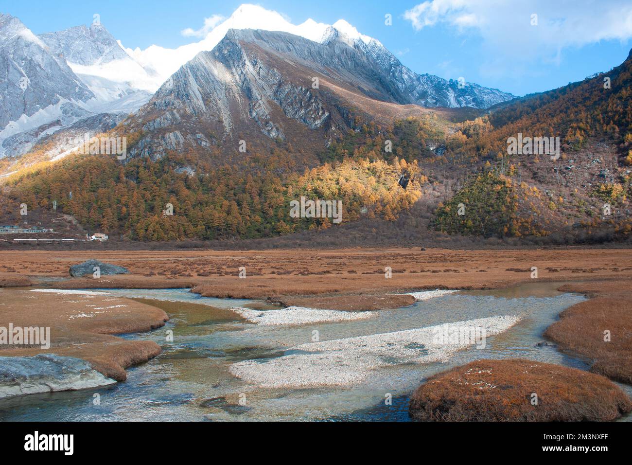 Pré de Lourong, Réserve naturelle nationale de Yading, ville de Riwa, comté de Daocheng, préfecture autonome tibétaine de Garzê, Sichuan, Chine Banque D'Images