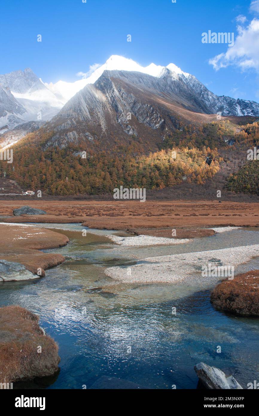 Pré de Lourong, Réserve naturelle nationale de Yading, ville de Riwa, comté de Daocheng, préfecture autonome tibétaine de Garzê, Sichuan, Chine Banque D'Images