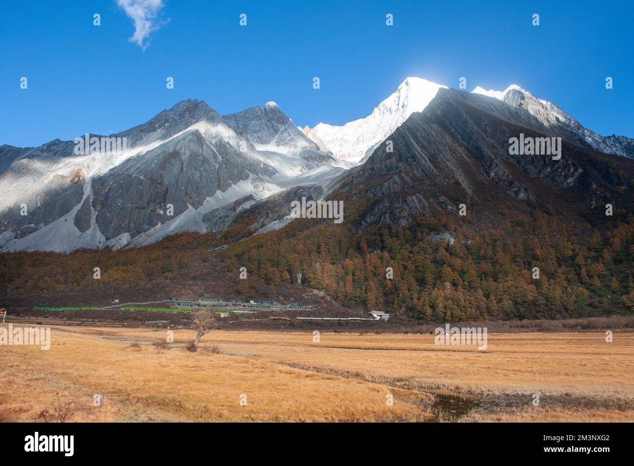 Pré de Lourong, Réserve naturelle nationale de Yading, ville de Riwa, comté de Daocheng, préfecture autonome tibétaine de Garzê, Sichuan, Chine Banque D'Images