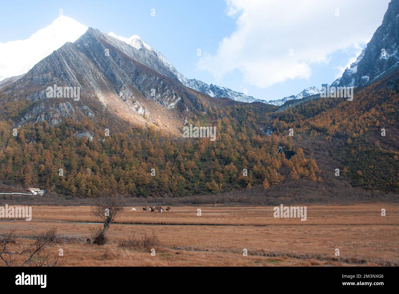 Pré de Lourong, Réserve naturelle nationale de Yading, ville de Riwa, comté de Daocheng, préfecture autonome tibétaine de Garzê, Sichuan, Chine Banque D'Images