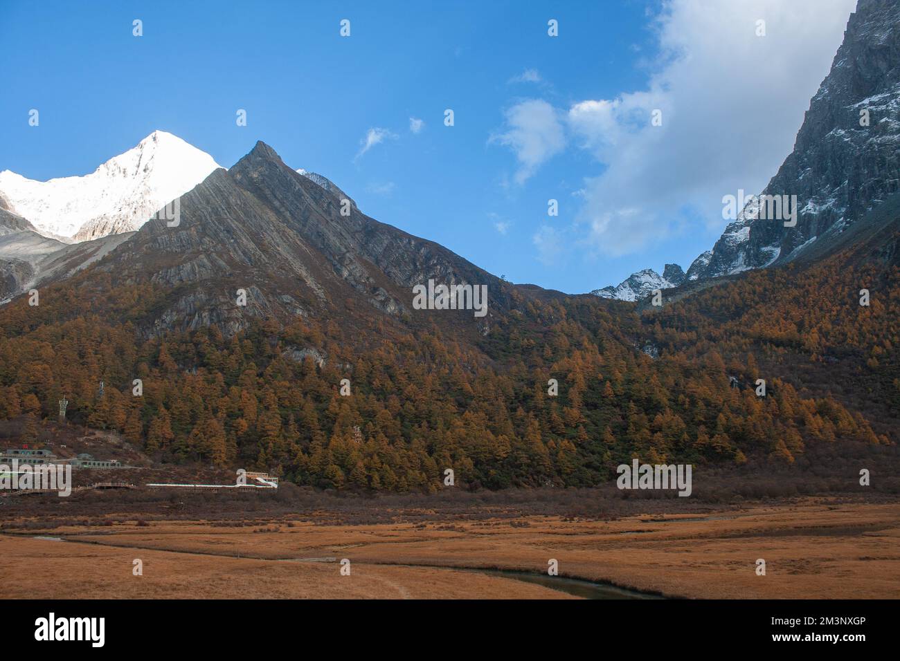 Pré de Lourong, Réserve naturelle nationale de Yading, ville de Riwa, comté de Daocheng, préfecture autonome tibétaine de Garzê, Sichuan, Chine Banque D'Images
