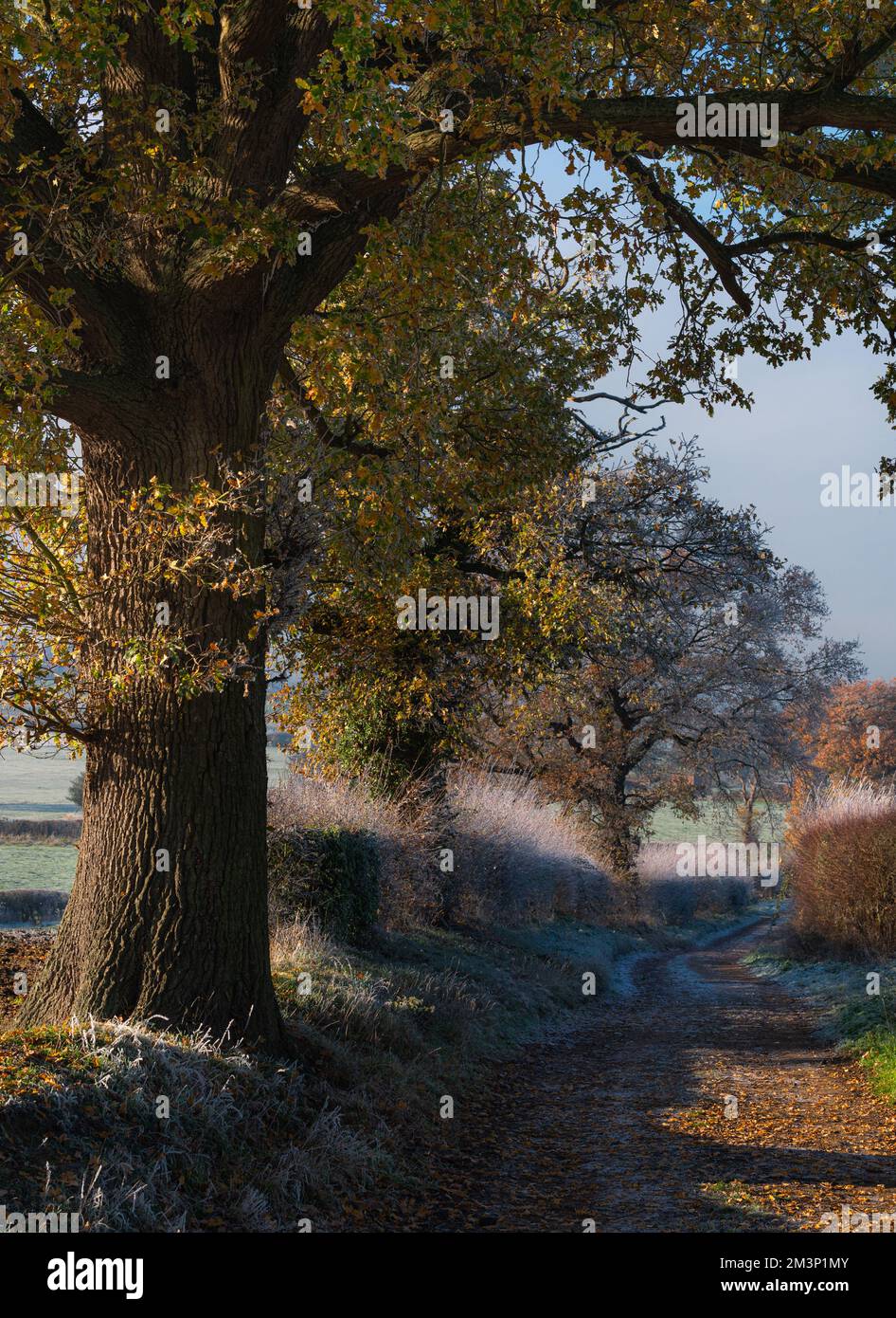L'automne rencontre l'hiver. Tons chauds et froids. Paysage de West Bergholt, vues. Campagne d'Essex en décembre. Gel à plumes. Banque D'Images