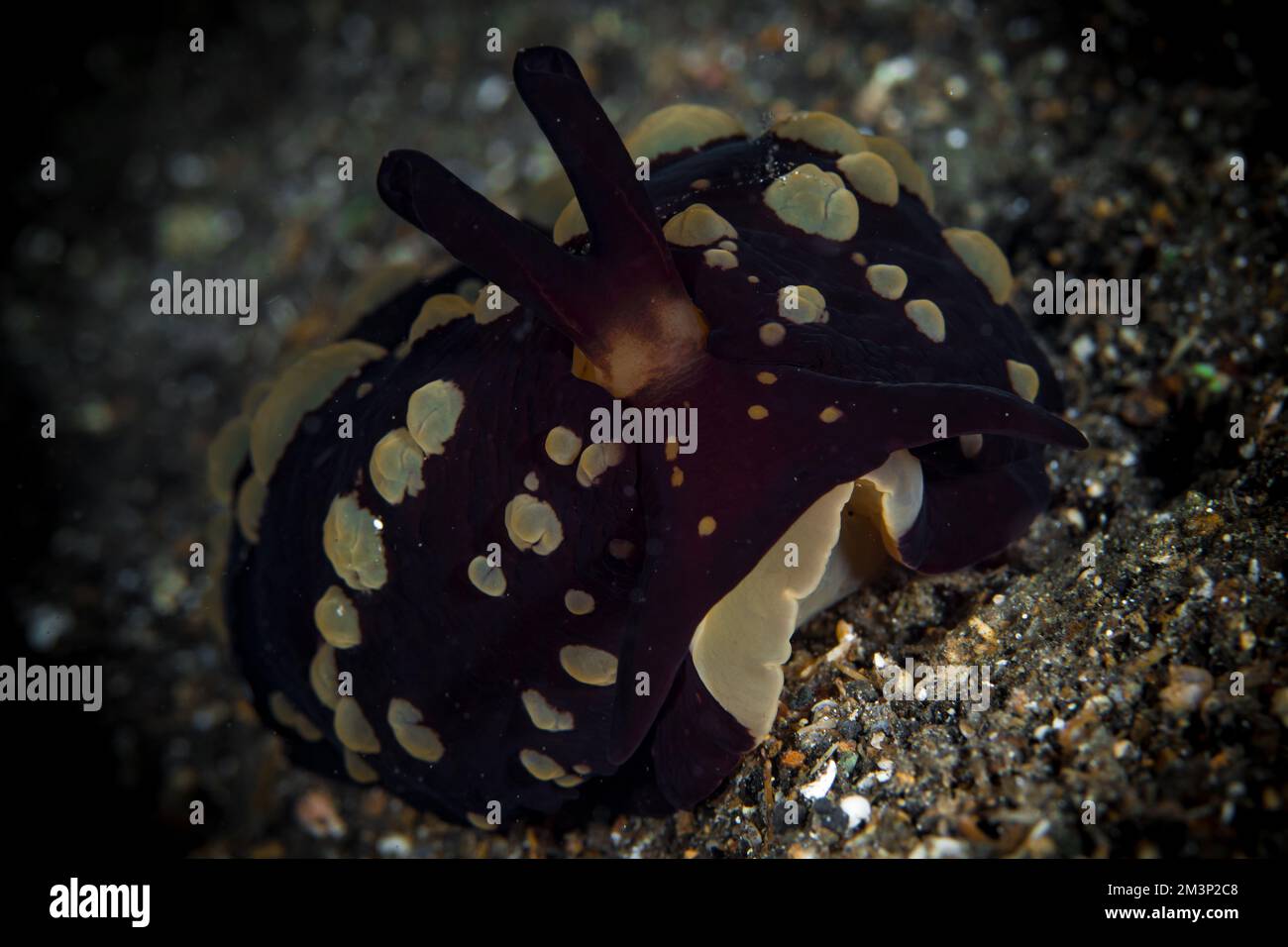 Limace nudibranch coloré sur le récif de corail en papouasie Banque D'Images