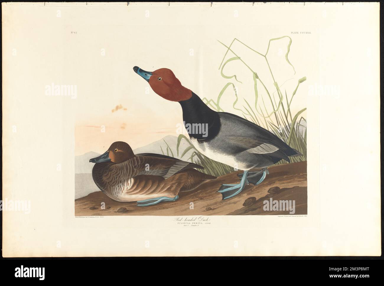 Canard à tête rouge : Fuligula ferina, steph. Homme, 1 ans Femme, 2 ans c.1 v.4 planche 322 , Canards, oiseau de tête rouge. The Birds of America- tiré des dessins originaux de John James Audubon Banque D'Images