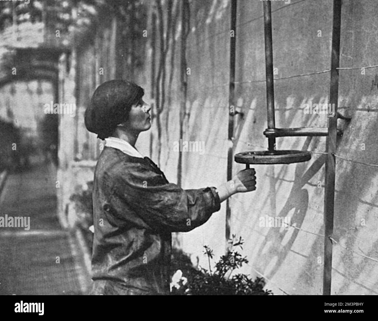 L'une des quatre femmes jardinières employées au château de Windsor pendant la première Guerre mondiale, photographiée ouvrant les lumières dans les maisons en verre. Le magazine Sphere rapporte qu'ils « font tout le travail que les hommes dont ils ont pris les lieux étaient tenus de faire ». Date: 1916 Banque D'Images