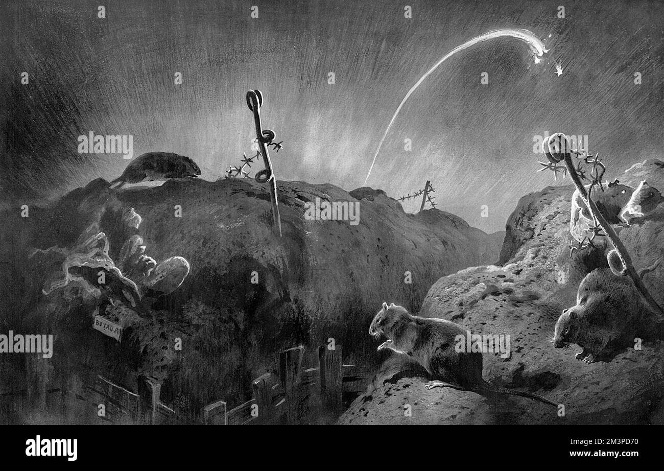 Vie sauvage sur le front occidental - rats dans les tranchées Banque D'Images