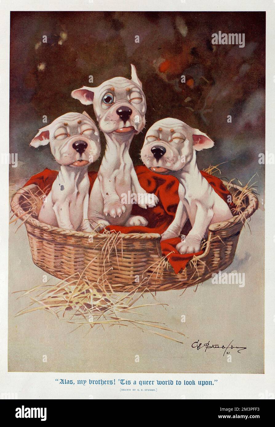 Studdy - trois chiots nouveau-nés ouvrent lentement les yeux Banque D'Images