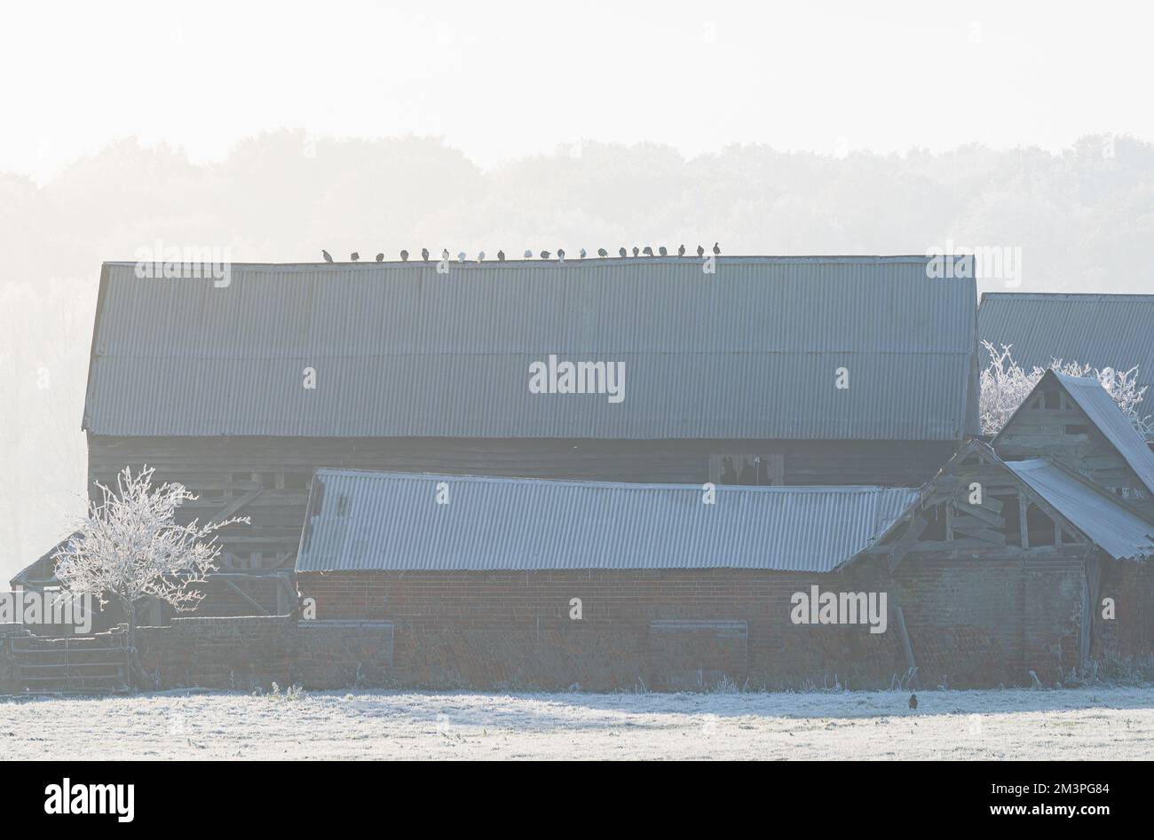 Maison et ferme à West Bergholt en hiver, décembre. Givre sur les bâtiments et les arbres. Gel à plumes. Banque D'Images