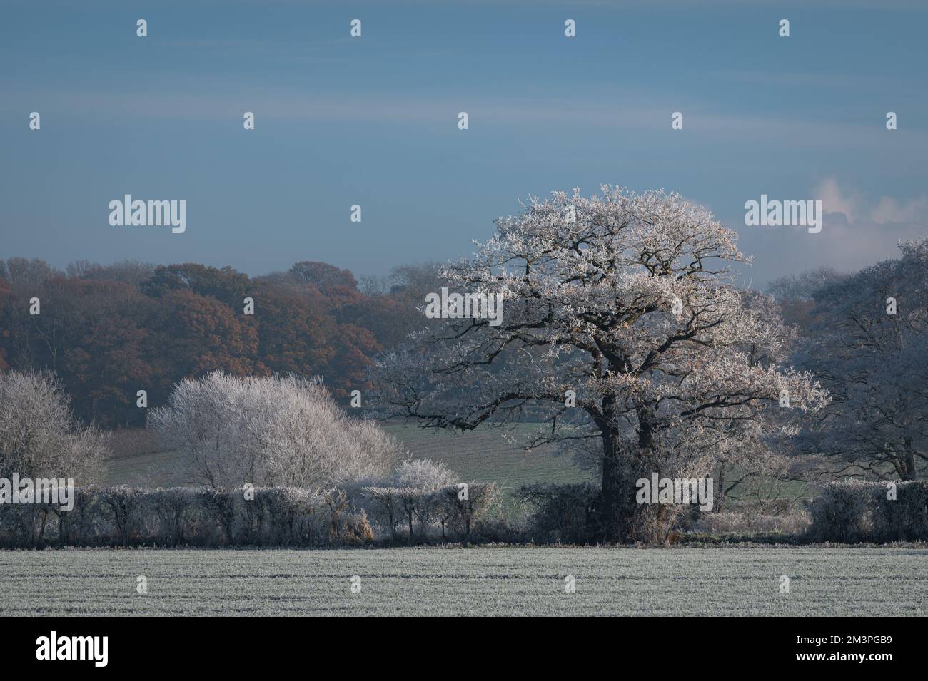 Vue d'hiver sur West Bergholt, Essex. Paysage viticole, arbres blancs, champs, buissons. Givre sur les arbres et les plantes. Gel à plumes. Banque D'Images