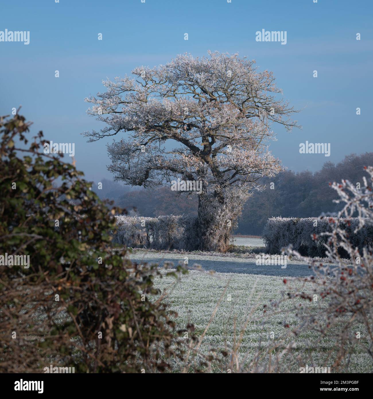 Vue d'hiver sur West Bergholt, Essex. Paysage viticole, arbres blancs, champs, buissons. Givre sur les arbres et les plantes. Gel à plumes. Banque D'Images