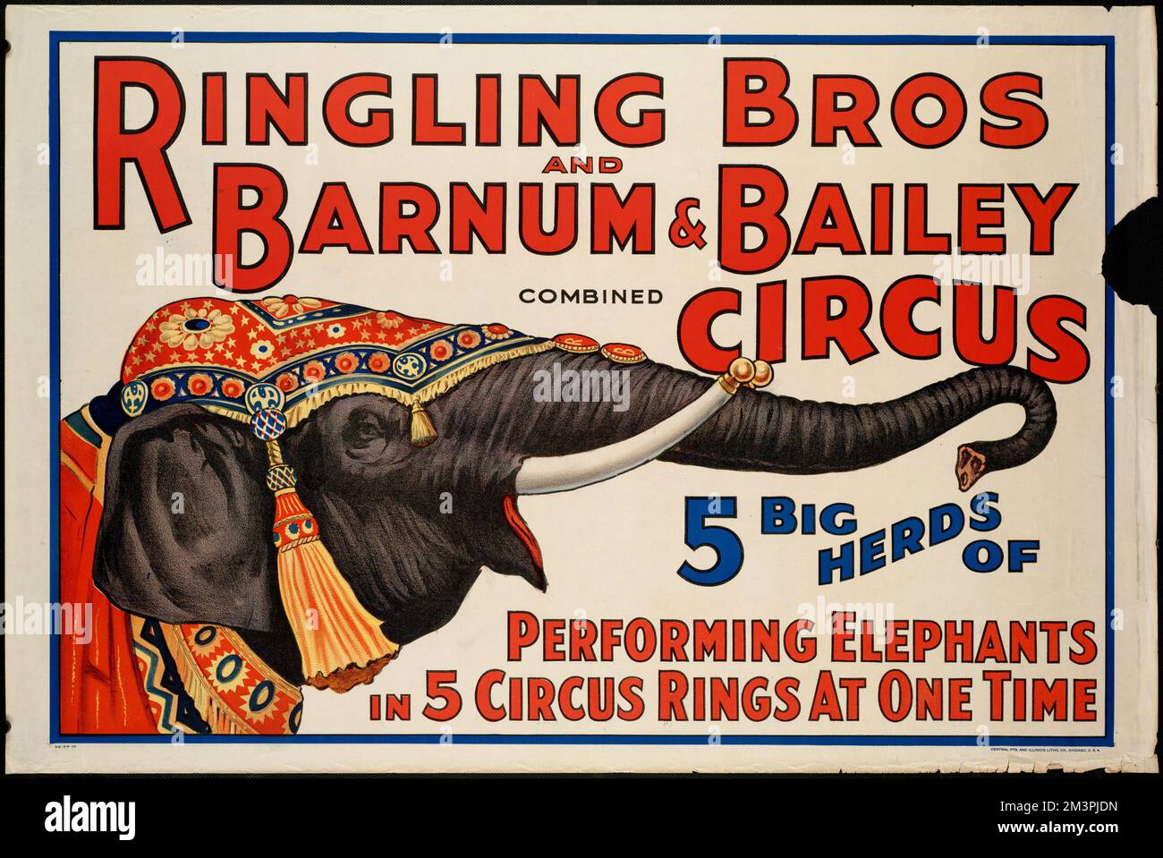 Ringling Bros et Barnum & Bailey Combined Circus : 5 grands troupeaux d'éléphants en spectacle en 5 anneaux de cirque à la fois, Circus animaux, éléphants, Ringling Brothers Barnum et Bailey Combined shows. Collection Richard Dale McMullan Banque D'Images