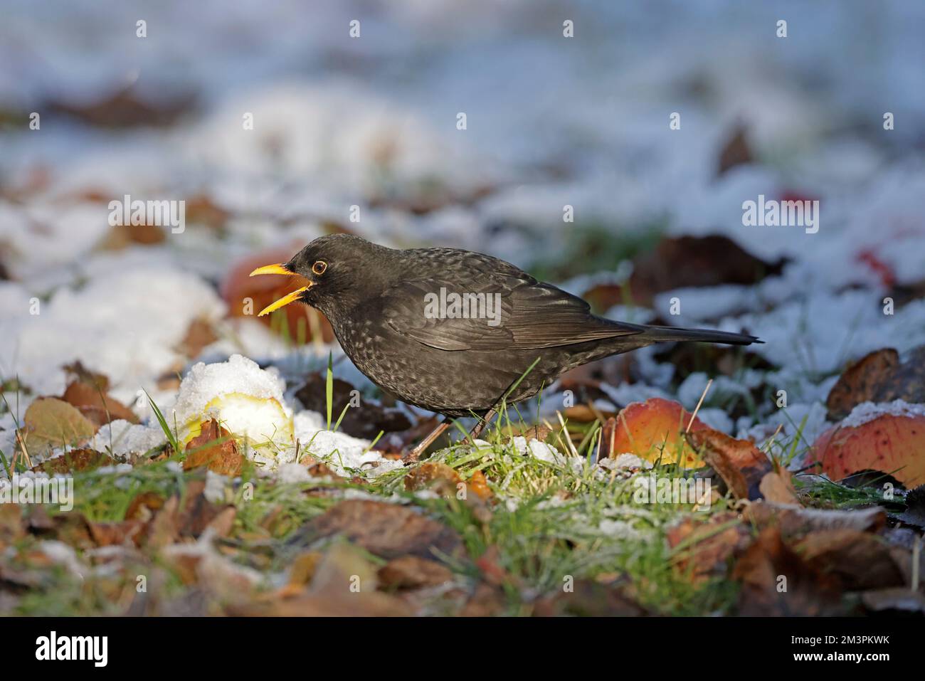 Le mâle Blackbird mangeant des pommes sur le terrain couvert de neige dans la forêt de Dean Gloucestershire Banque D'Images