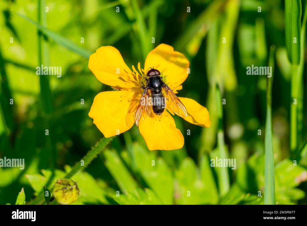 L'hoverfly (chrysogaster chalybeata) mâle sur une fleur sauvage jaune qui est une espèce d'insecte volant trouvée au Royaume-Uni et également connue sous le nom de butfli de marais terne Banque D'Images