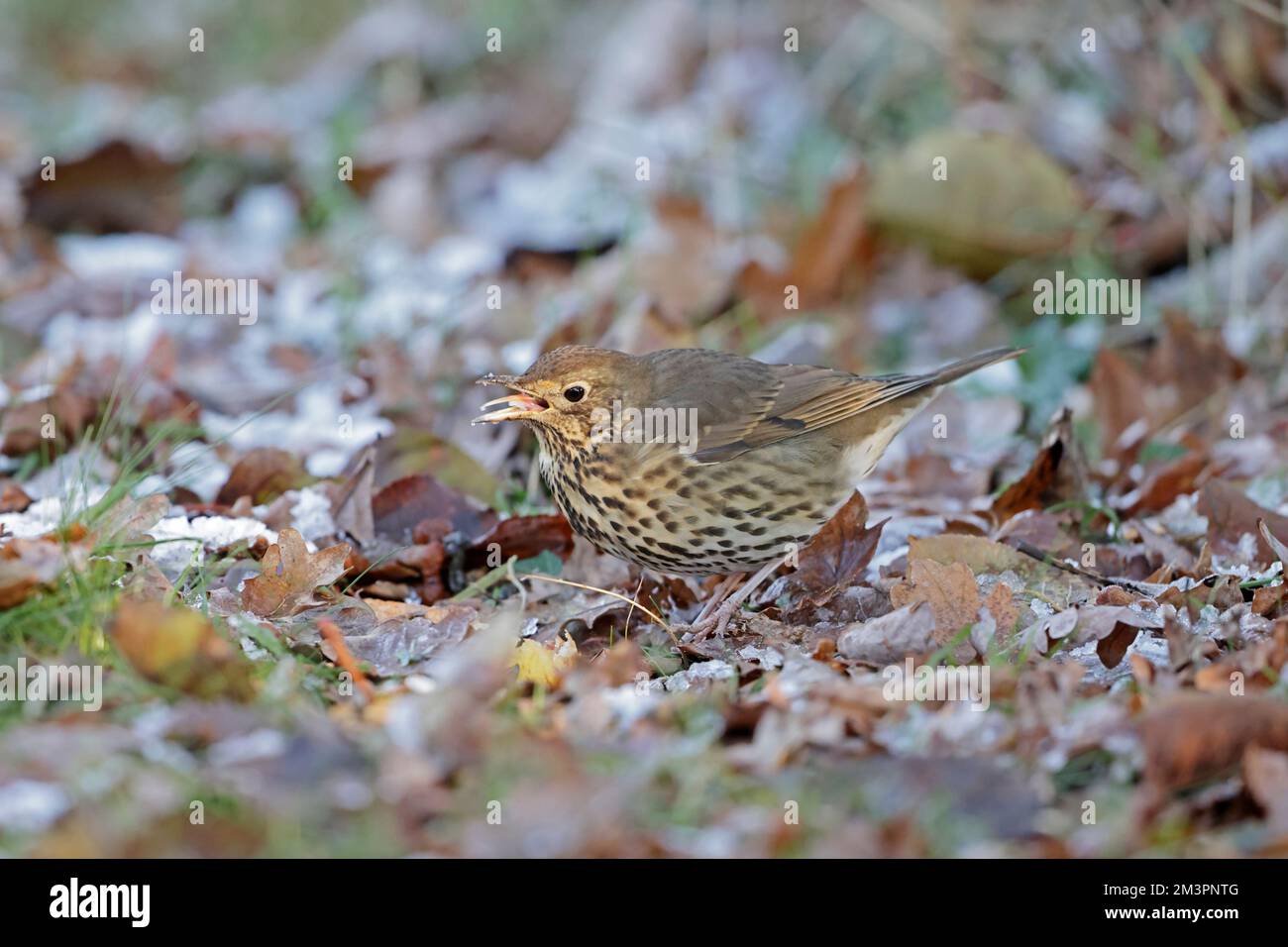 Song Grush manger des pommes dans la neige dans la forêt de Dean Gloucestershire Royaume-Uni Banque D'Images