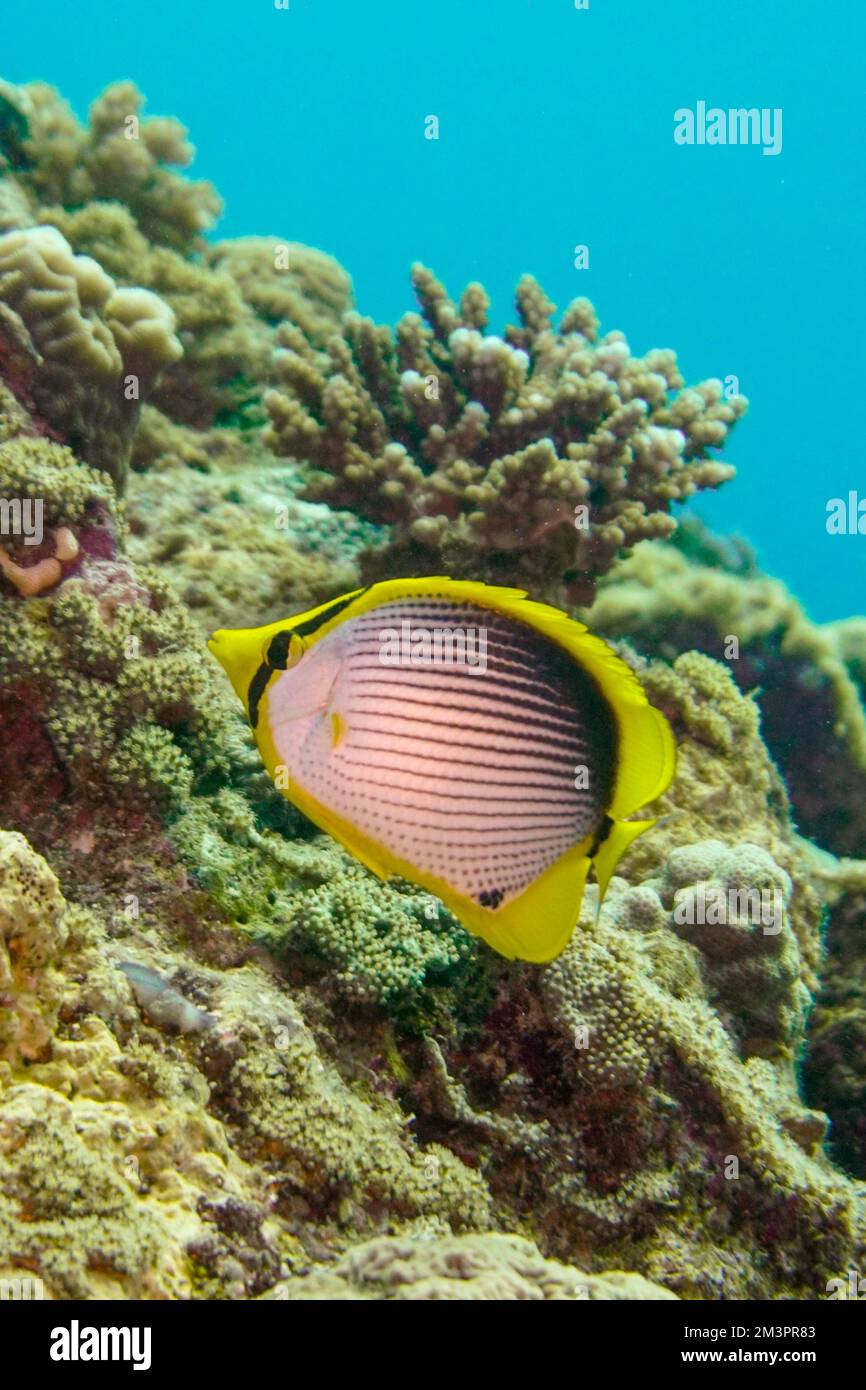 Une belle paire de poissons papillons jaunes corail coloré rempli de poissons rouges dans la mer Rouge en Egypte. Plongée sous-marine photographie sous-marine Banque D'Images