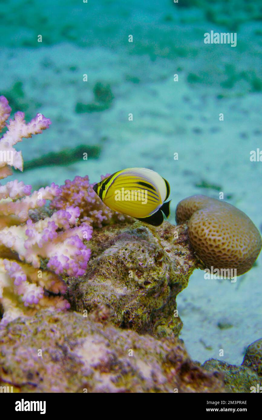 Une belle paire de poissons papillons jaunes corail coloré rempli de poissons rouges dans la mer