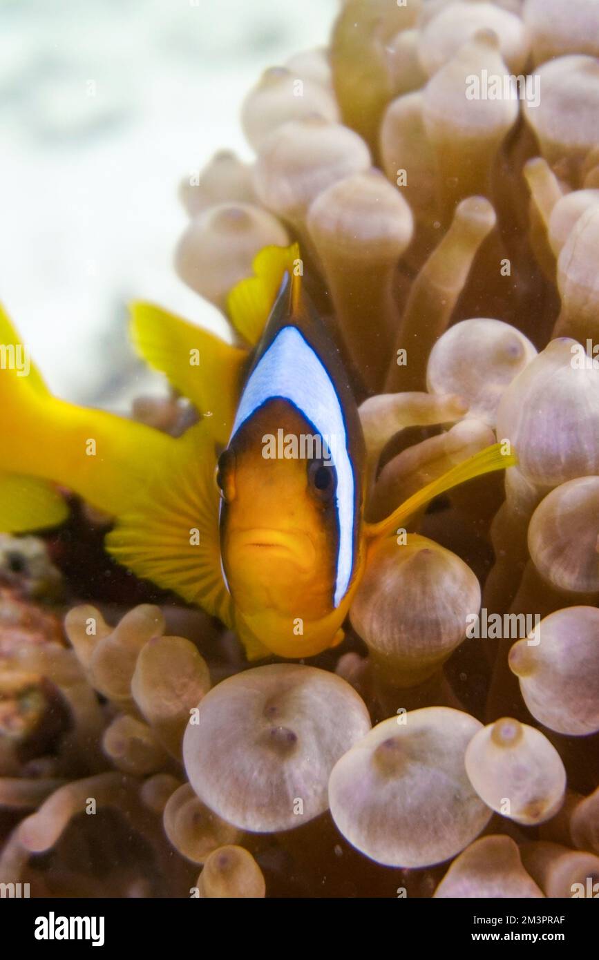 Magnifique poisson-clownfish Nemo de trouver Nemo dans l'anémone dans l'eau chaude tropicale de la mer Rouge à Hurghada, Egypte. Plongée sous-marine sous l'océan Banque D'Images