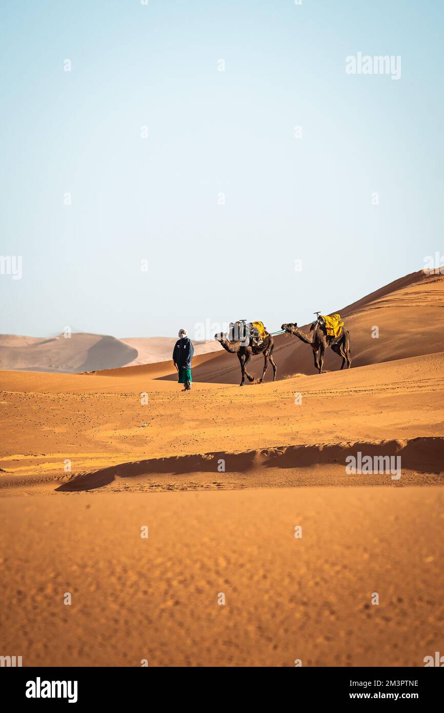 Portrait de berbère marchant avec des chameaux dans le Maroc du Sahara de Merzouga Banque D'Images