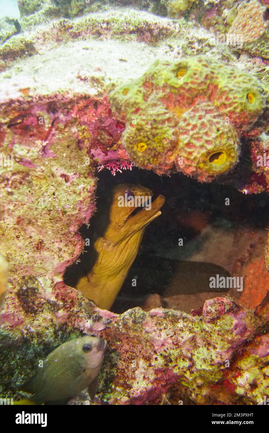 Une grosse anguille moray se cachant dans un vieux baril de pétrole jeté. Les déchets dans l'océan est devenu sa maison. Récif artificiel Banque D'Images