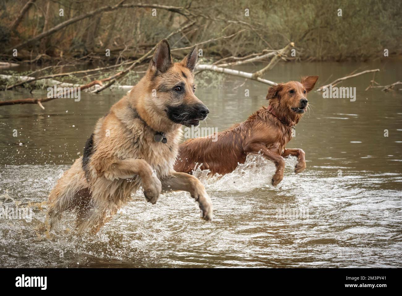 Golden Retriever et German Shepherd Dog jouant ensemble dans un lac Banque D'Images