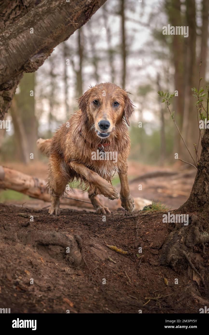 Golden Retriever en route vers la caméra dans la forêt Banque D'Images