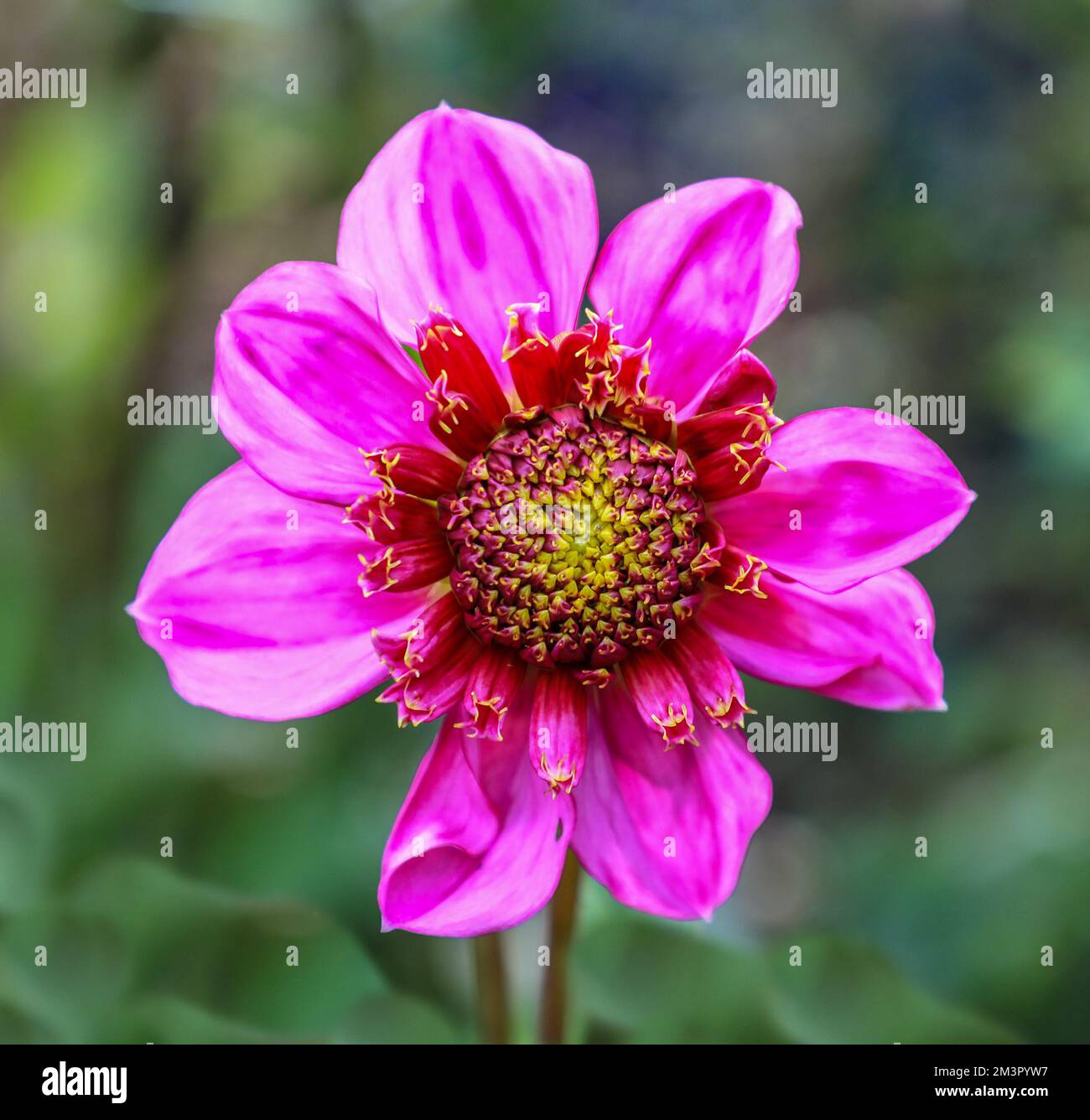 La tête de fleur pourpre d'un Dahlia, « favori du papa » Banque D'Images