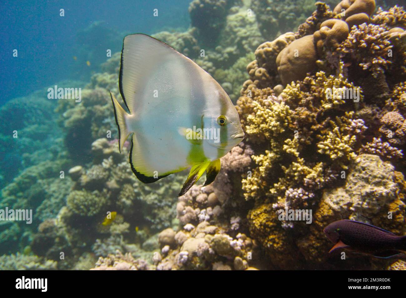 Magnifique poisson de corail nageant dans le récif de corail coloré dans la mer Rouge en Egypte. Plongée sous-marine photographie sous-marine Banque D'Images