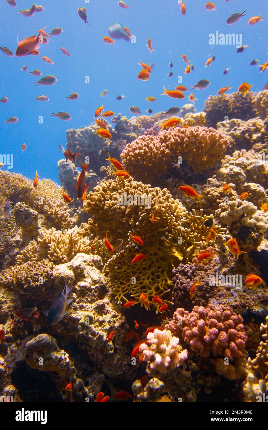 Magnifique récif de corail avec de nombreuses poissons et poissons rouges colorés dans la mer Rouge en Egypte. Blue Water, Hurghada, plongée sous-marine, Océan, sous-marin Banque D'Images