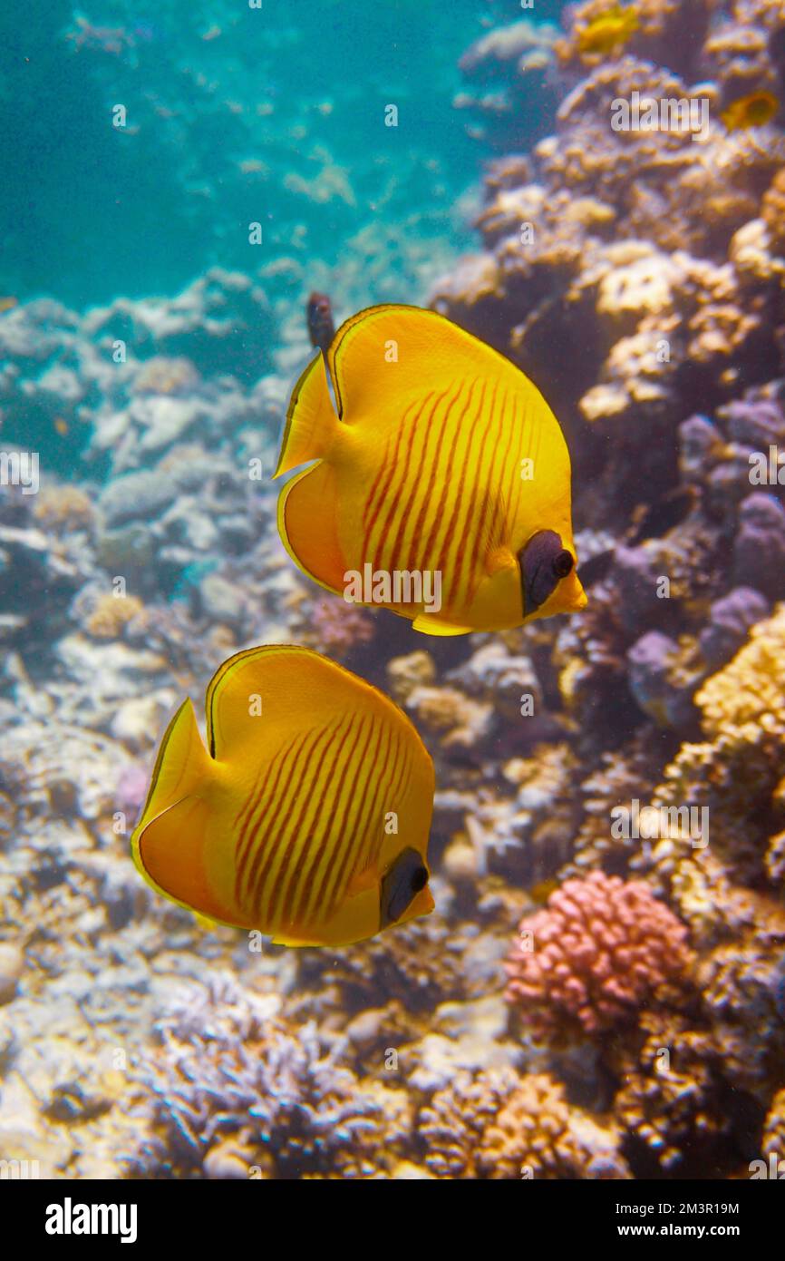 Une belle paire de poissons papillons jaunes corail coloré rempli de poissons rouges dans la mer Rouge en Egypte. Plongée sous-marine photographie sous-marine Banque D'Images