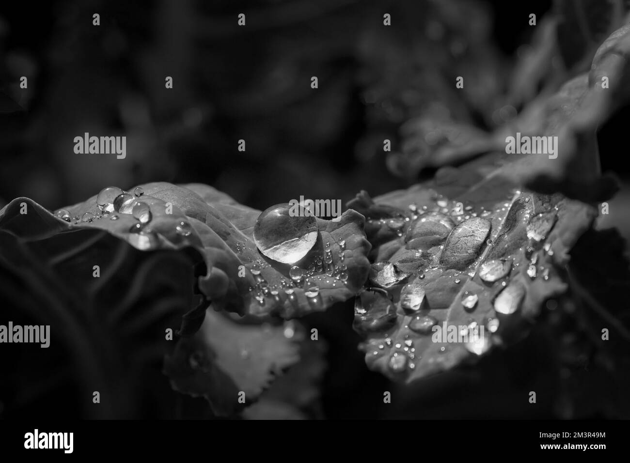 La photographie monochrome des feuilles de chou succulent était ornée d'innombrables gouttes de pluie étincelantes, les imprégnant d'une apparence rosée et humide. Banque D'Images