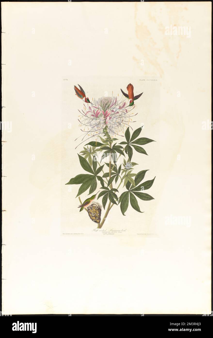 Oiseau-bourdonnement à col ruché : Trochilus rufus, Latham. 1, 2. Hommes. 3. Femme et nid. Plante, le léome heptaphylla. c.1 v.4 planche 379 , colibris, fleurs, colibris roufeux, Cléome. The Birds of America- tiré des dessins originaux de John James Audubon Banque D'Images