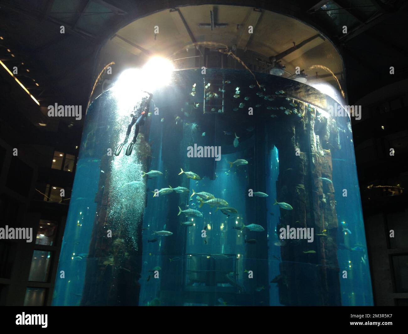 Un plongeur nettoie l'intérieur de l'aquarium AquaDom au Radisson Blu Hotel Berlin, plein de poissons - février 2014 Banque D'Images