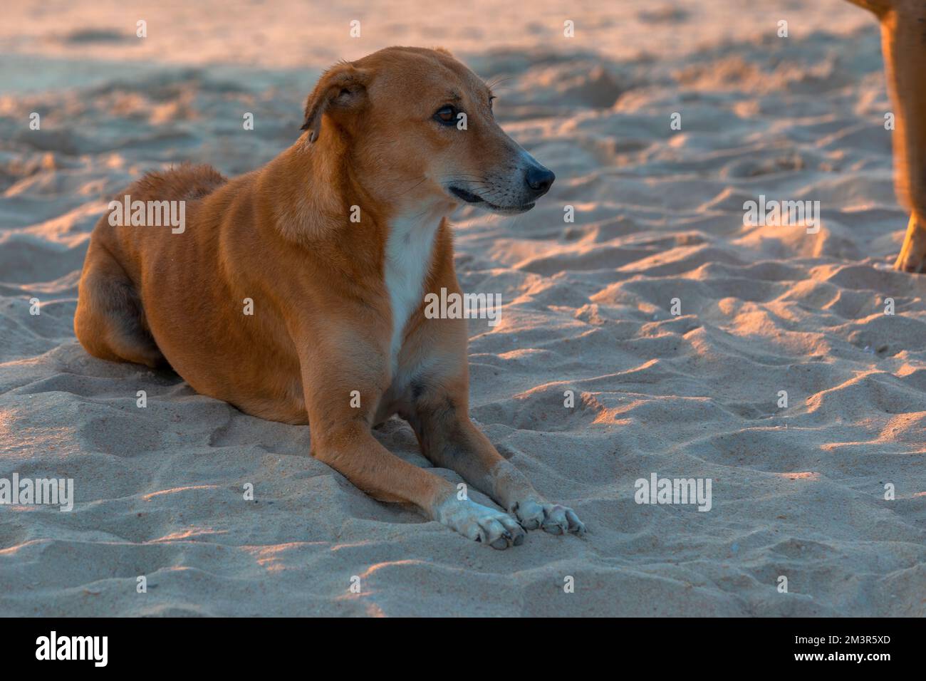 Chien allongé sur la plage Banque D'Images