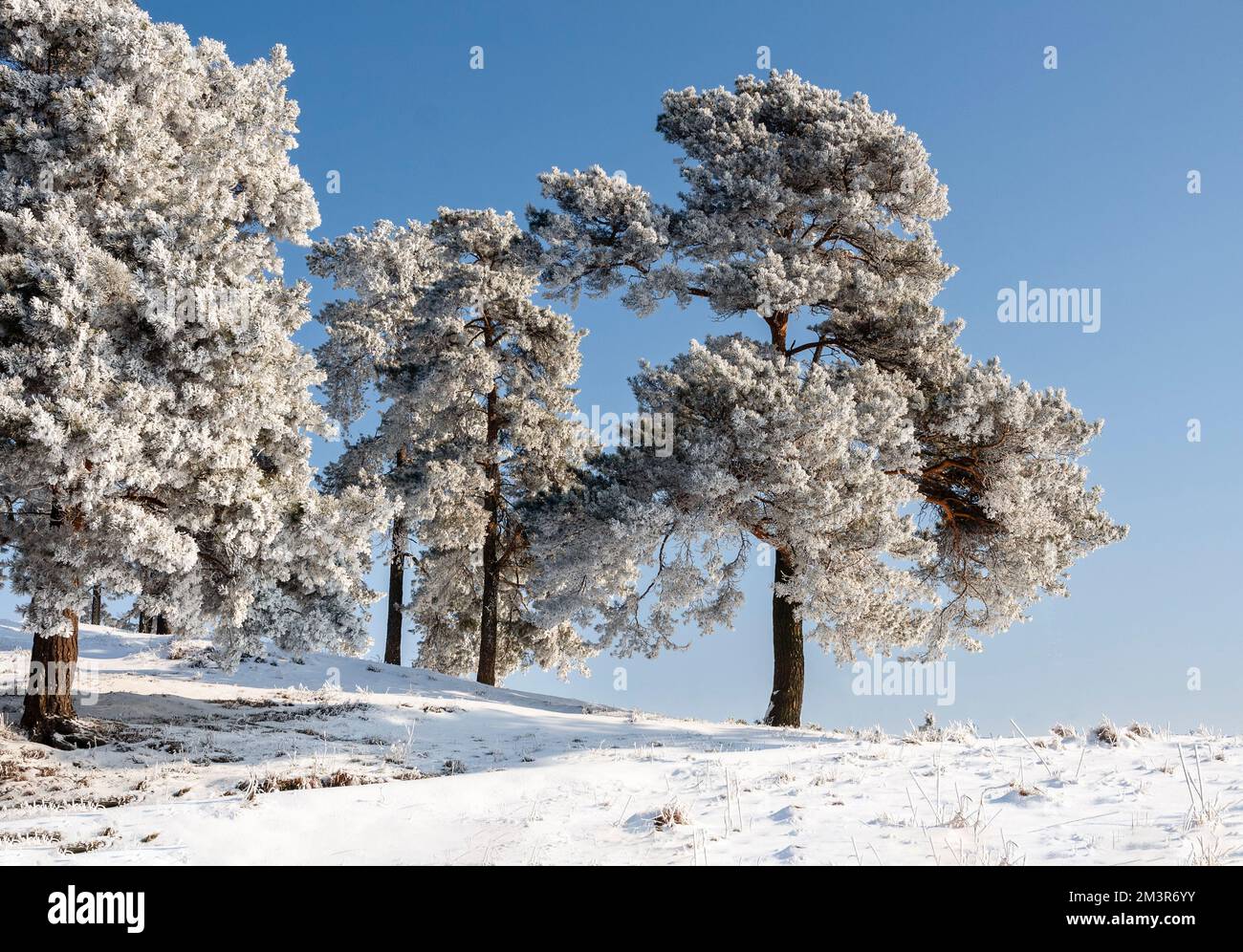 Hiver à Warmia et Masuria, pins Lonely dans le champ, Pologne Banque D'Images