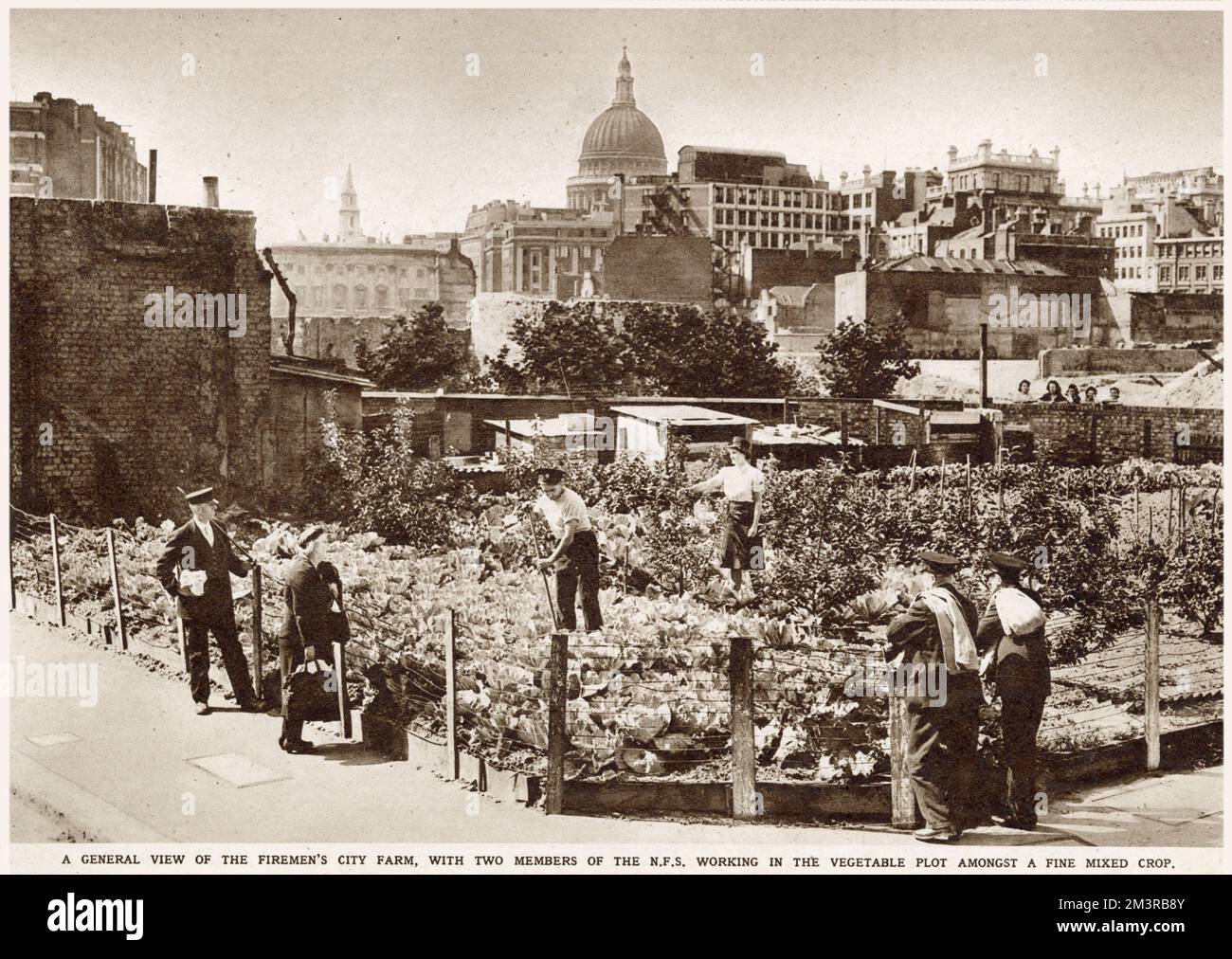 Dans le centre de Londres près de St. Giles Cripplegate, pompier membres de la N.F.S. dont la station a été endommagée dans les raids aériens en 1940, fréquentent un grand terrain, composé de légumes, pommiers, porcs et poules. Date: 1944 Banque D'Images