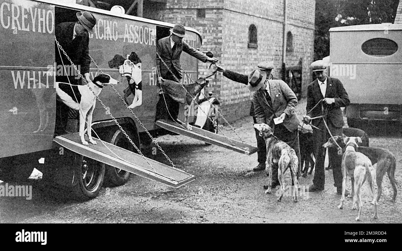 Transport de luxe pour lévriers - le nouveau transport GRA Banque D'Images