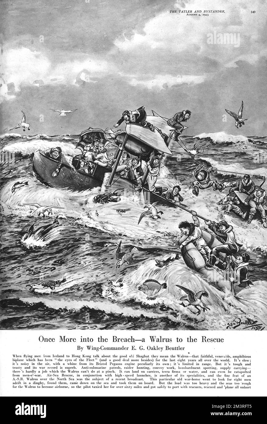 Une fois de plus dans la brèche - un Walrus à la rescousse Banque D'Images