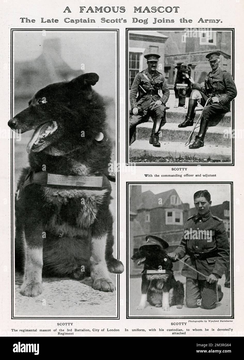 Scotty, le chien appartenant au capitaine Robert Falcon Scott, qui s'est rendu au pôle Sud avec Scott en 1912 et est allé avec le groupe de secours pour trouver le corps de son défunt maître. Il a ensuite été présenté au Bataillon de 3rd, City of London Regiment par le capitaine F. Keith Jones comme mascotte régimentaire. Selon la légende, Scotty était très féroce et la mort de trois ânes lui était à sa tête. Date: 1915 Banque D'Images