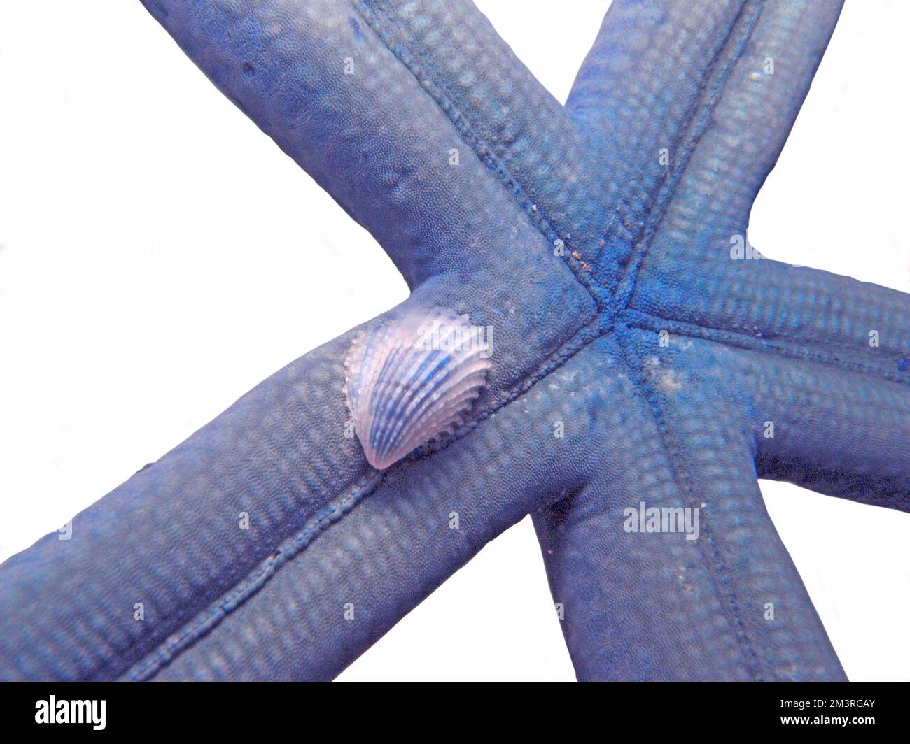 Linckia bleu (Linckia laevigata) avec escargot parasite (Thyca), parasite, ectoparasite, autonome, récif de corail, Indo-Pacific, Cebu, Philippines Banque D'Images