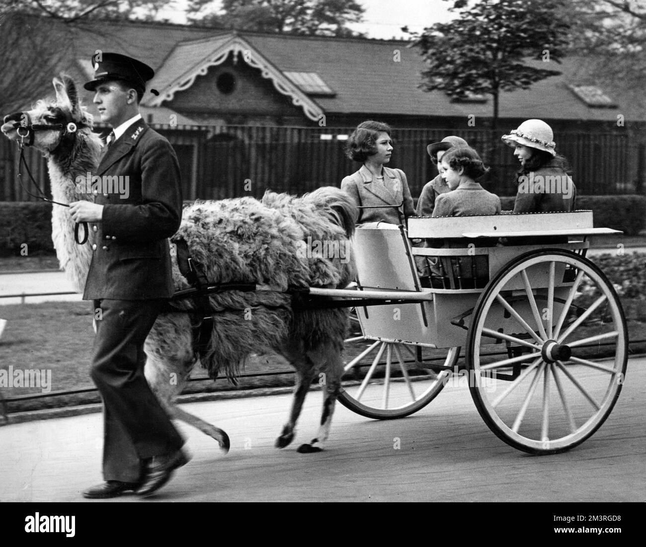 La princesse Elizabeth (reine Elizabeth II), la princesse Margaret avec des amis qui profitent d'une balade en chariot de lama dans un zoo. Date: c.1937 Banque D'Images