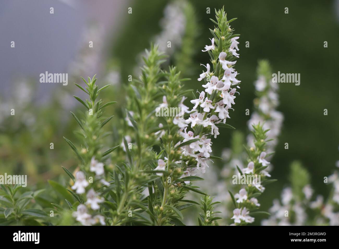 Blanc fleur herbe Satureja montana Banque D'Images