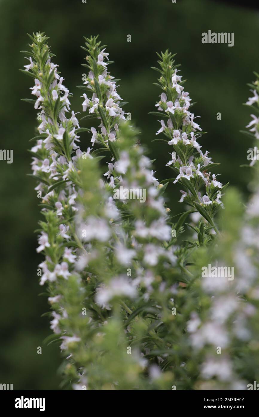 Blanc fleur herbe Satureja montana Banque D'Images