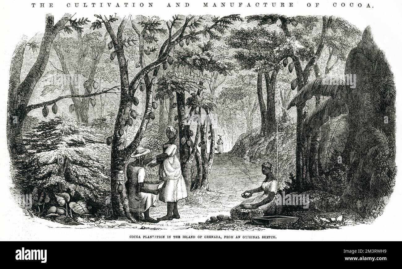 Plantation de cacao dans l'île de Grenade. Les cacaotiers sont plantés en rangées, comme les pommiers dans un verger. Un grand soin a été utilisé pour garder les jeunes arbres libres de la quanity os petites plantes parasites grimpantes et mousses. 1855 Banque D'Images