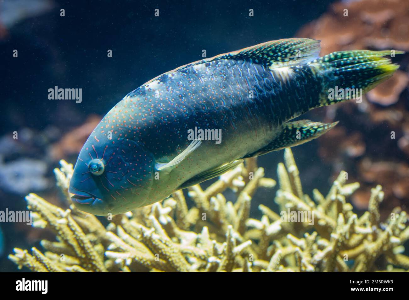 Cheilinus Abudjubbe Wrasse Banque D'Images